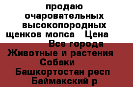 продаю очаровательных высокопородных щенков мопса › Цена ­ 20 000 - Все города Животные и растения » Собаки   . Башкортостан респ.,Баймакский р-н